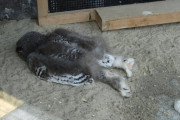 外国人「フクロウはうつ伏せで寝ると知ったので画像を集めてみた！」