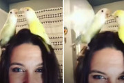 場所なんてお構いなし！飼い主さんの頭の上で激しく喧嘩するボタンインコ