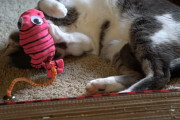 自作で節約しよう！猫飼いさんのためのライフハック動画！