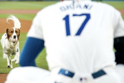 【海外の反応】大谷翔平選手の愛犬デコピンがキュート過ぎる始球式を行って海外ファンがメロメロに！！！