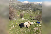 【海外】「ハイカーに抱っこされた野良子犬、家に連れて行ってと甘える瞬間」