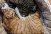 海外「日本の保護施設にいる動物の80%は毒殺されてるって聞いたんだけど・・・」日本のペット事情が気になる外国人