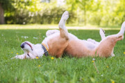 犬が死んだふりしてるけど騙されないで！飼い主が警告の看板を出す