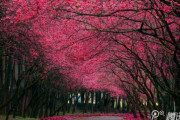 中国人「日本は桜で稼いでるらしいから中国の桜を復興させよう。桜は中国起源！」　中国の反応