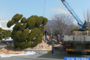 【大反日】韓国人「韓国の学校で日帝を象徴する日本産の木が抜かれる！」韓国全国の学校で日帝残滓を清算する作業の真っ最中！　韓国反応