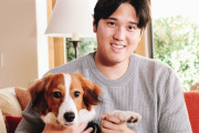 大谷とデコピンにノミ屋の魔の手が迫りかけていたことに全米騒然！←「デコピンに手を出すな！」（海外の反応）