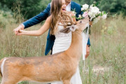 海外「新郎新婦さん、動物に記念写真をブチ壊されてしまうｗｗｗ」結婚式の写真撮影中に乱入した鹿がキュートすぎると話題に