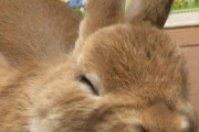 外国人「動物の写真に日本語を言わせるアレ、またやろうぜ」