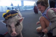 サン・フランシスコ空港で世界初のセラピー・ピッグ、リルーちゃんが乗客を和ませる