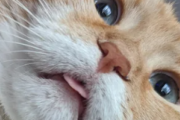 海外「うちのオレンジ色の猫はよく舌を出す。これは正常ですか？」
