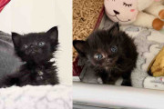 【海外】「10日齢の保護猫を救出…実は年齢はもっと上だった！」