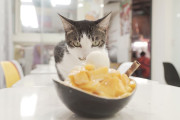 【海外】猫はマンゴーを食べても大丈夫？実は猫は甘さを感じられない！？