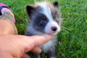 保護されたコロコロ・ふわふわでとってもキュートな子ぎつねちゃん。子犬のような円らな瞳に魅了されます