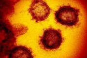 【韓国の反応】「終わったと思ったのに」日本で組み換え変異ＸＥ、初めて確認