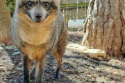 外国人「お前らが聞いたことない世界のレア生物を見せていく！」