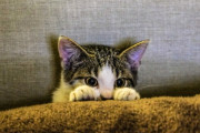 海外「君の名は。」遠近法を用いた、猫と少女の写真が現実離れしていると話題に 海外の反応