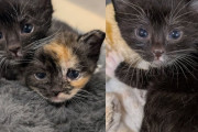 【海外】「ママを失った子猫たちがキャビネットで発見！絆を守った彼らの物語」