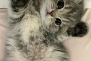外国人「猫を飼うべき理由が分かってしまう写真を見せていく！」