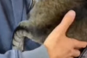 飼い主の胸の奥にもぐりこんで気持ちよさそうに眠るネコさんが可愛過ぎる！　海外の反応