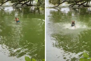 「ギャー！蛇だ！！」水泳中に小枝と蛇を見間違え大慌てで引き返すワンちゃんが面白い