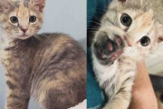 【海外】保護猫を迎え入れた夫婦、でもその子猫には驚きの計画が！ 彼女の運命の相手を見つけた瞬間とは？