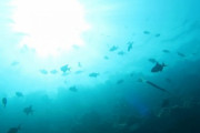 水中用航空母艦～大日本帝国の秘密兵器～「どこからともなく現れた飛行機の群れというコンセプトだけで、とても魅力的」「本当に素晴らしい技術」海外の反応