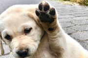 【海外の反応】日本人「どんな犬を飼いたい？」