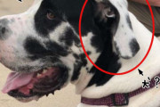 犬の中に犬がいた！？耳にリアルな犬を宿した風の模様をしたグレートデーン