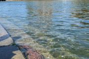 外国人「広島で発見されたオオサンショウウオが赤ちゃんゴジラみたいだ！」