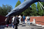 【海外の反応】日本がナガスクジラの捕獲開始を提案　海外の反応「一部の伝統は守るに値しない、日本だけではない」