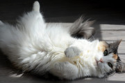 【海外】猫はどうやって体温調整しているの？意外な冷却方法とは！