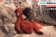 「可愛すぎて心臓がもたない！」閉園の挨拶をする赤ちゃん猿パンチくんに世界が悶絶！「人間より礼儀正しい」との声も