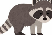 「この野生動物を見て、家賃を取るべきだと思った…」妙にリラックスするアライグマの姿
