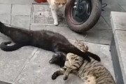 こ、これは！猫的不倫現場なのか？イチャイチャしている2匹の猫の背後から1匹の猫が近づいてきた・・・