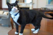 英外務省「ネズミ捕獲長」の猫パーマストンくん、公務引退へ