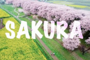 海外「夢のような桜！息をのむほど美しい！」東京近郊の桜の名所を外国人が紹介（海外の反応）
