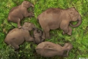 こんな動画だけ見ていたい！赤ちゃん象を守るため寝ている間も鉄壁のフォーメーションを組む家族
