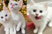 【海外】「保護された子猫たちが夢のような新生活をスタート！運命を変えた出会いとは？」