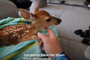 子鹿が湖で溺れている…！優しい男性が弱った子鹿を保護し、最後に母親のもとへ。心温まるストーリー