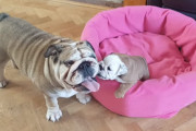 ママ遊んで〜♪ブルドッグのお母さんが子犬を転がして遊んであげる姿が微笑ましい