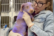 【海外】「有毒なペイントで染められた紫の子犬、救助者の腕の中で癒しの瞬間を迎える」