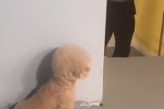 ビックリした！飼い主を驚かせるために待ち伏せをする凶悪な子犬たち。海外の反応