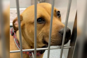 【海外】通りすがりの人々に微笑む、癒し系保護犬の物語