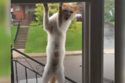 【海外】毎日窓に現れる野良猫、あなたに飼ってほしいとアピール！ その理由とは？