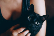 【生き物】新たな研究は、すべての猫がサイコパスであることを示唆する…