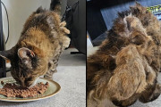 毛玉だらけでボロボロだった猫、マイクロチップで悲しい過去を知った男性が永遠の家族に