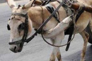 【画像】ワイのロバ馬車でんねん