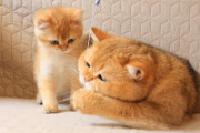 無邪気に遊ぶ子猫とお父さん猫がかわいすぎる！仲良し親子にほのぼのします