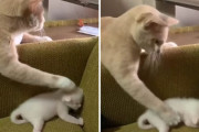 猫って自分の子をナデナデしたりするの？！我が子を撫でるママ猫の映像にほっこり