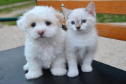 日本の研究で明らかに！犬と猫はどちらが飼い主の健康にとって良いか！（海外の反応）